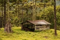 Wood shed in the midst of an Araucaria braziliensis wood Royalty Free Stock Photo