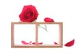 Wood shelf decorated with red rose flowers isolated Royalty Free Stock Photo