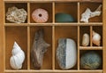 Wood Showcase with Seashells Royalty Free Stock Photo