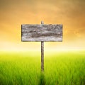 Wood sign with green rice field and Clouds sunset in Thailand Royalty Free Stock Photo