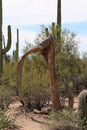 A wood, skeletal frame of a dead Saguaro Cactus among desert plant life in Saguaro National Park, Tucson, Arizona