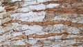 Wood skin pattern with white and brown color