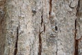 Wood skin texture with small spider