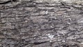 Wood Skin Texture. Texture of Fallen Tree Bark