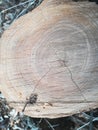 Wood slice tree wooden
