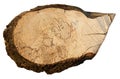 Wood slice cross section