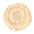 Wood slice. Tree rings. Watercolor illustration. Royalty Free Stock Photo