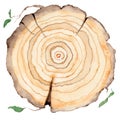 Wood slice. Tree rings. Watercolor illustration. Royalty Free Stock Photo