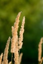 Wood small-reed or bushgrass