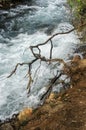 Wood snag near the river Royalty Free Stock Photo