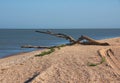 Wood snag on shell beach