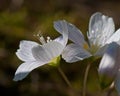 Wood Sorrel - Oxalis acetosella