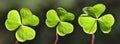 Wood sorrel Oxalis acetosella leaves. Royalty Free Stock Photo