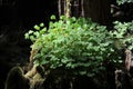 Wood-sorrel. Oxalis oregana, growing on old growth tree stump in forest