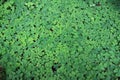 Background Green Wood Sorrel Plants