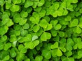 Wood sorrels green groundcover background Royalty Free Stock Photo