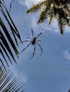Wood spider - Nephila maculata / nephila pilipes, the Golden Orb Weaver or Banana Spider at Seychelles, La Digue Royalty Free Stock Photo
