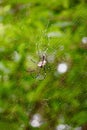 Wood spider in Web devouring it's victim.