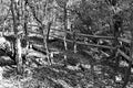 Wood split rail fence along trail curve, black and white, horizontal