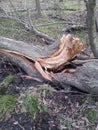 Wood split tree