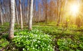 Wood with spring flowers Royalty Free Stock Photo