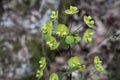 Wood spurge flowers