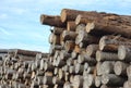 Wood stack of construction raw timber in sawmill yard