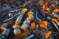 Wood stack Royalty Free Stock Photo