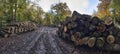 Wood Stacks in forest