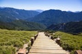 Wood stairs in the hehuanshan forest Recreation area Royalty Free Stock Photo