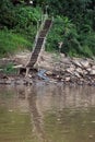 A wood stairway leading from the Tambopata River into the dense Amazon rainforest in Madre de Dios, Peru