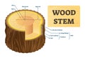 Wood stem vector illustration. Educational labeled tree rings structure.