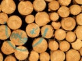 Wood stock pile