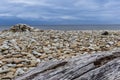 Wood on a stony beach