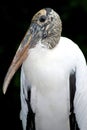 Wood Stork