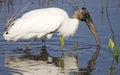 Wood Stork Royalty Free Stock Photo