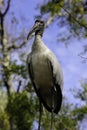 Wood Stork Royalty Free Stock Photo