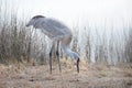 Wood Stork Royalty Free Stock Photo