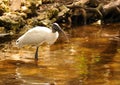 Wood Stork Royalty Free Stock Photo