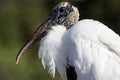 The Wood Stork - the Baby Deliverer!