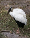 Wood Stork Bird Stock Photos.   Bird close-up profile-view on foliage. White and black feathers plumage. Picture. Image. Portrait Royalty Free Stock Photo