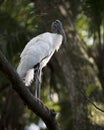 Wood Stork Bird Stock Photos.  Wood Stork Bird profile-view. Picture. Portrait. Photo. Image. Blur background foliage. Fluffy Royalty Free Stock Photo