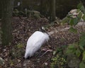 Wood Stork Bird Stock Photos.  Wood Stork Bird profile-view. Picture. Portrait. Photo. Image. Background foliage. White and black Royalty Free Stock Photo