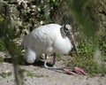 Wood Stork Bird Stock Photos.  Wood Stork Bird profile-view. Picture. Portrait. Photo. Image. Background foliage. White and black Royalty Free Stock Photo