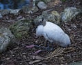 Wood Stork Bird Stock Photos.  Wood Stork Bird profile-view. Picture. Portrait. Photo. Image. Background foliage. White and black Royalty Free Stock Photo