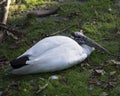 Wood Stork Bird Stock Photos.  Wood Stork Bird profile-view. Picture. Portrait. Photo. Image. Background foliage. White and black Royalty Free Stock Photo