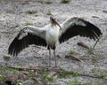 Wood Stork Bird Stock Photos.  Wood Stork Bird profile-view front view with spread wings. Looking at the camera.  Picture. Royalty Free Stock Photo