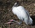 Woodstork bird stock photo. Woodstork bird close-up profile view resting on its legs