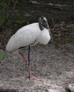 Wood stork bird photos. Image. Picture. Portrait. Background. White and Black feathers plumage. Close-up profile view Royalty Free Stock Photo