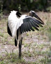 Wood Stork Bird Stock Photos.  Wood Stork Bird profile-view with bokeh background. Portrait. Image. Picture. Photo Royalty Free Stock Photo